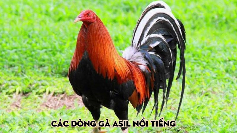 Các dòng gà Asil nổi tiếng