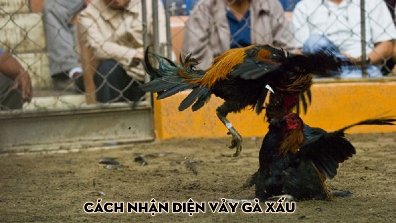 Cách nhận diện vảy gà xấu