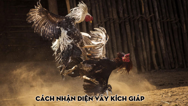 Cách nhận diện vảy kích giáp