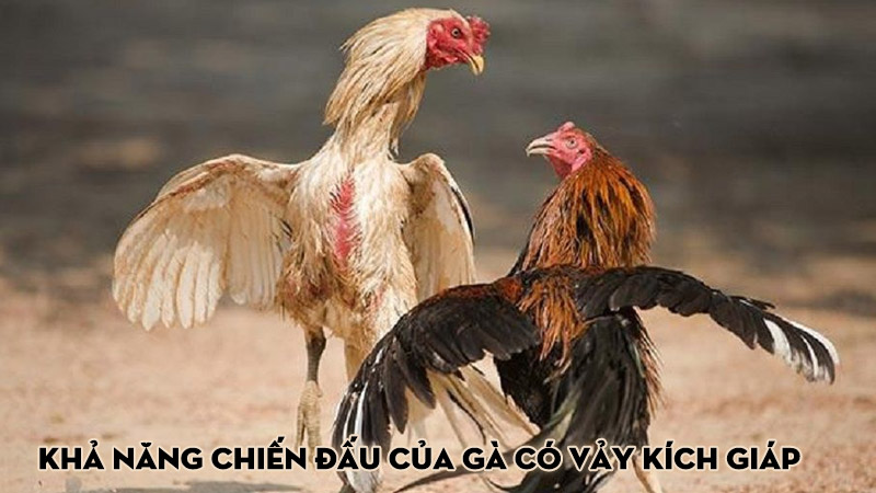 Khả năng chiến đấu của gà có vảy kích giáp