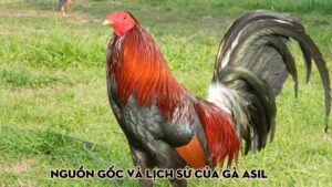 Nguồn gốc và lịch sử của gà Asil