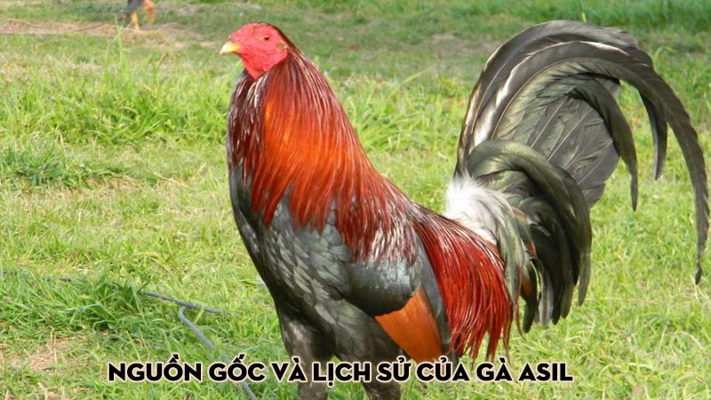 Nguồn gốc và lịch sử của gà Asil