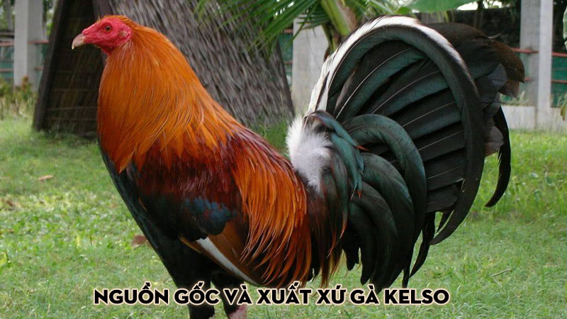 Nguồn gốc và xuất xứ gà Kelso