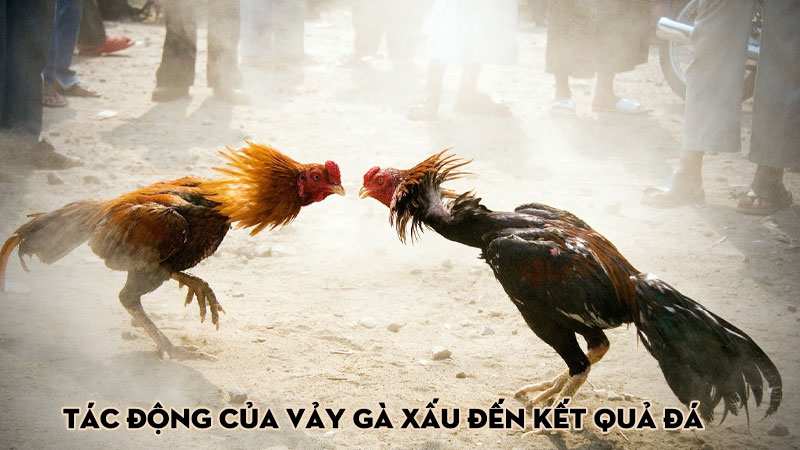 Tác động của vảy gà xấu đến kết quả đá