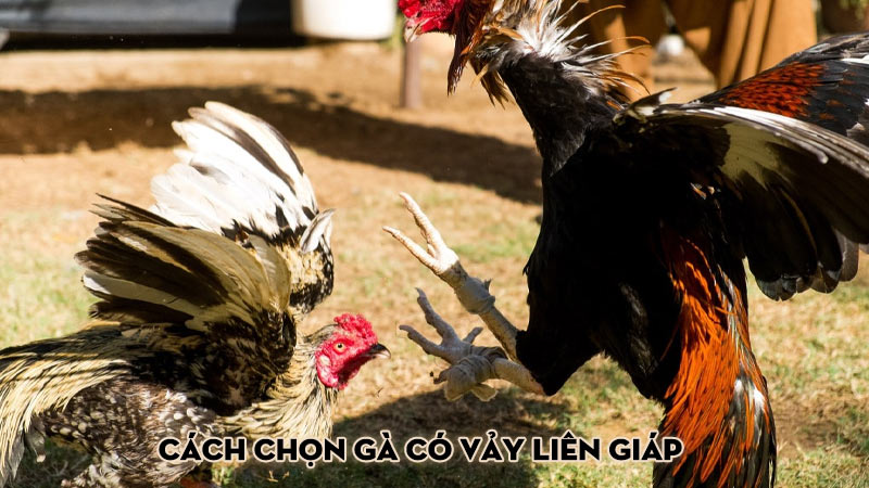 Cách chọn gà có vảy liên giáp