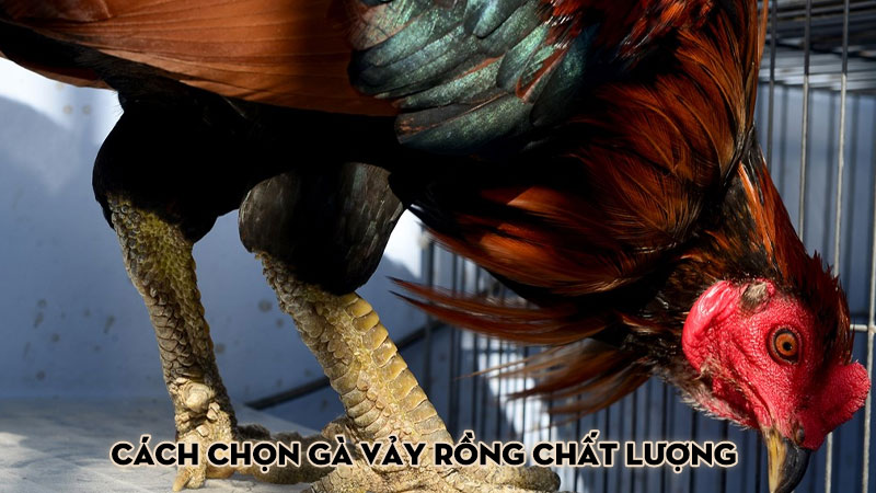 Cách chọn gà vảy rồng chất lượng