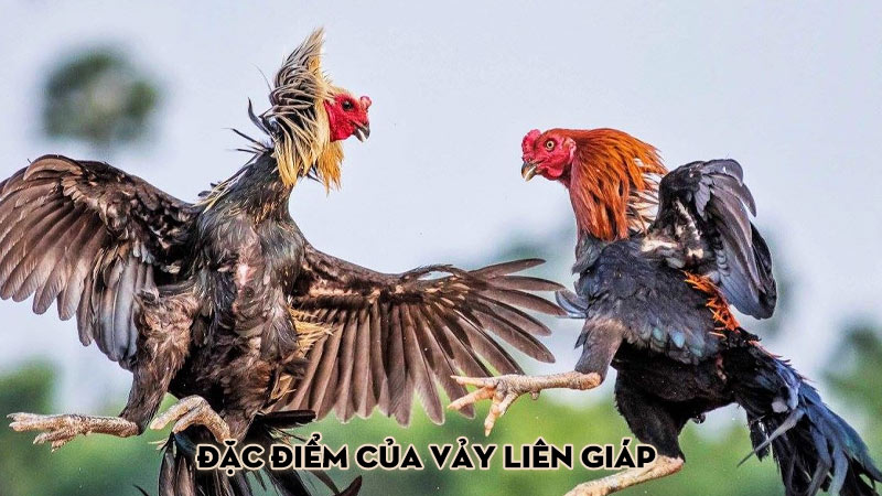 Đặc điểm của vảy liên giáp