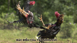 Đặc điểm của vảy song cúc