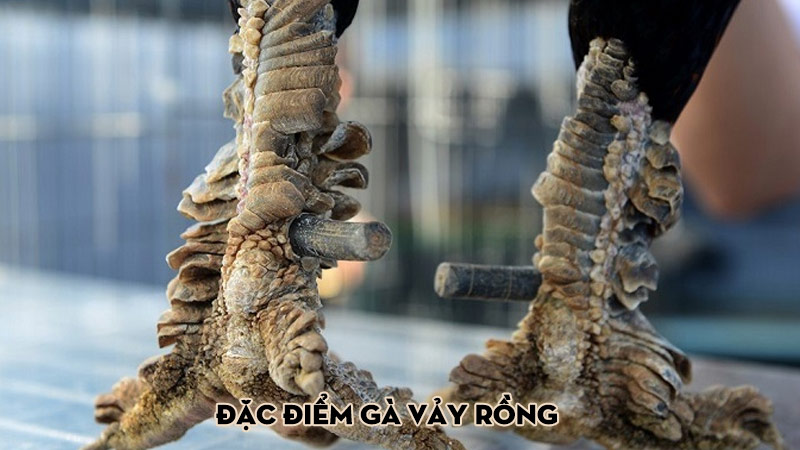 Đặc điểm gà vảy rồng