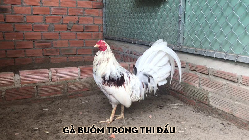 Gà bướm trong thi đấu