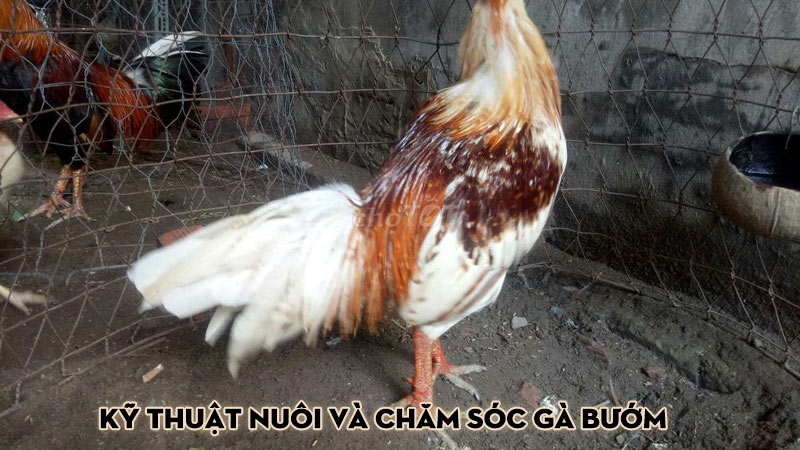 Kỹ thuật nuôi và chăm sóc gà bướm