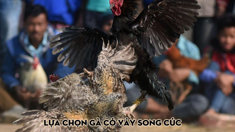 Lựa chọn gà có vảy song cúc