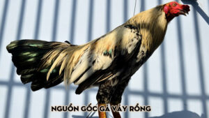 Nguồn gốc gà vảy rồng