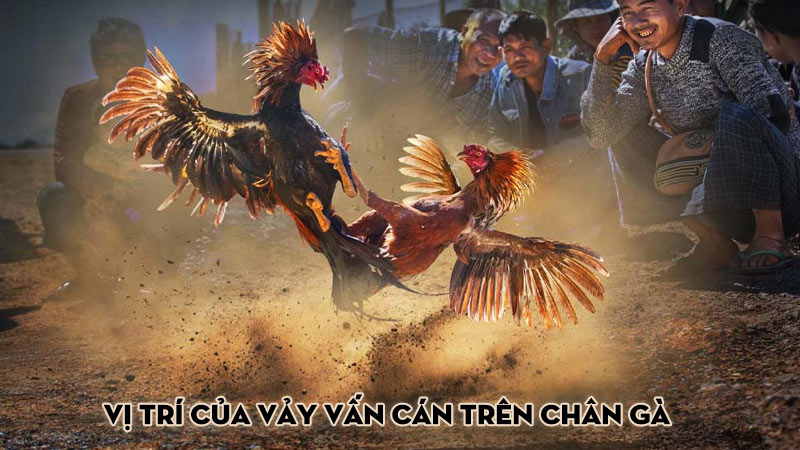 Vị Trí Của Vảy Vấn Cán Trên Chân Gà