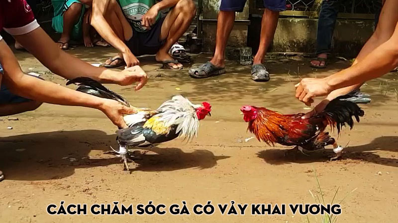 Cách chăm sóc gà có vảy khai vương