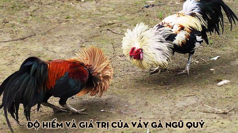 Độ hiếm và giá trị của vảy gà ngũ quỷ