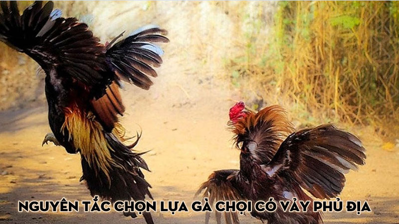 Nguyên tắc chọn lựa gà chọi có vảy phủ địa