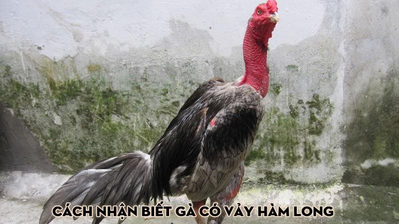 Cách nhận biết gà có vảy hàm long