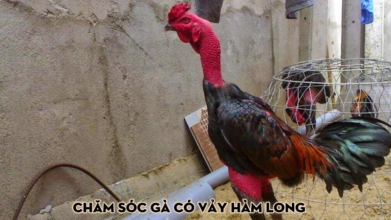 Chăm sóc gà có vảy hàm long