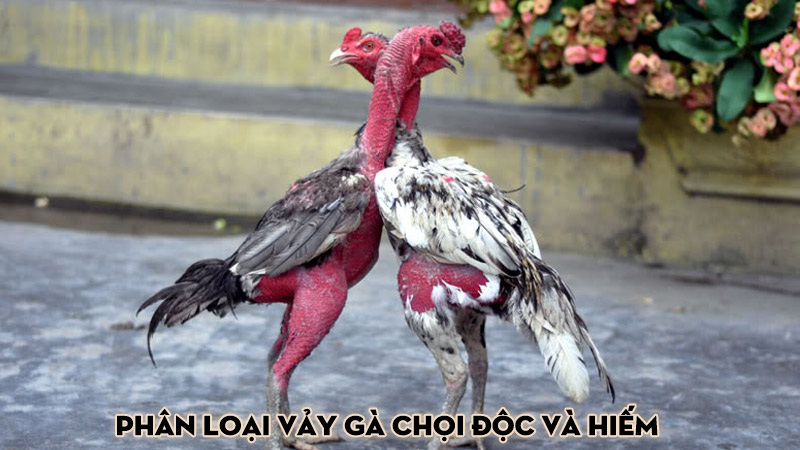 Phân loại vảy gà chọi độc và hiếm