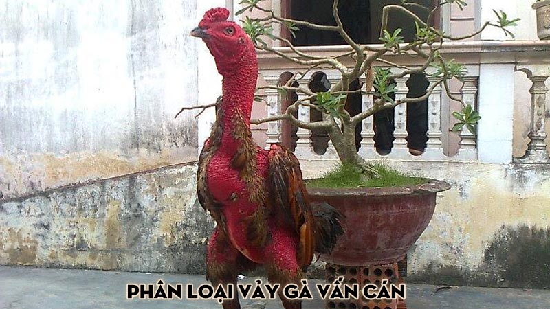 Phân loại vảy gà vấn cán