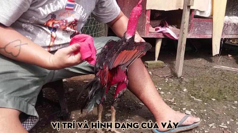 Vị trí và hình dạng của vảy